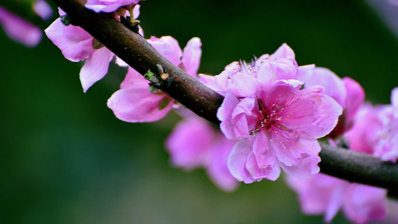 桃花盆景怎么養殖方法