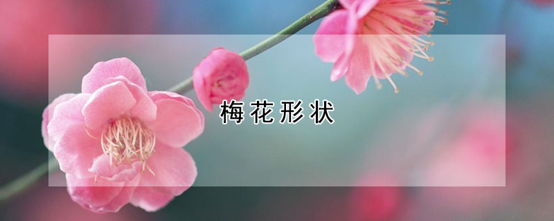 梅花形狀