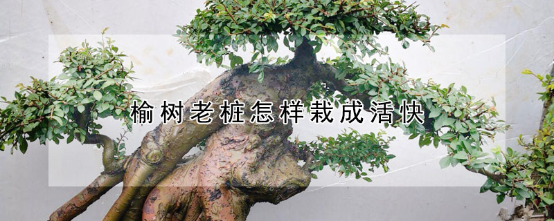 榆樹老樁怎樣栽成活快