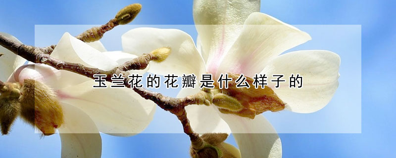 玉蘭花的花瓣是什么樣子的