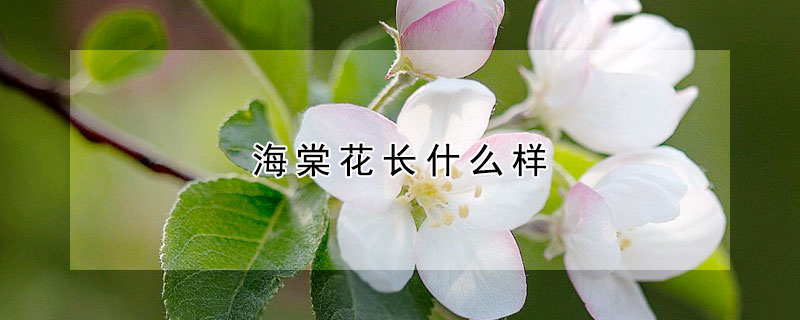 海棠花長什么樣