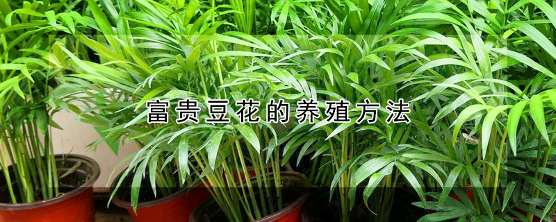 富貴豆花的養殖方法