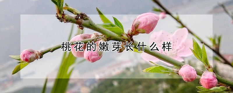 桃花的嫩芽長什么樣