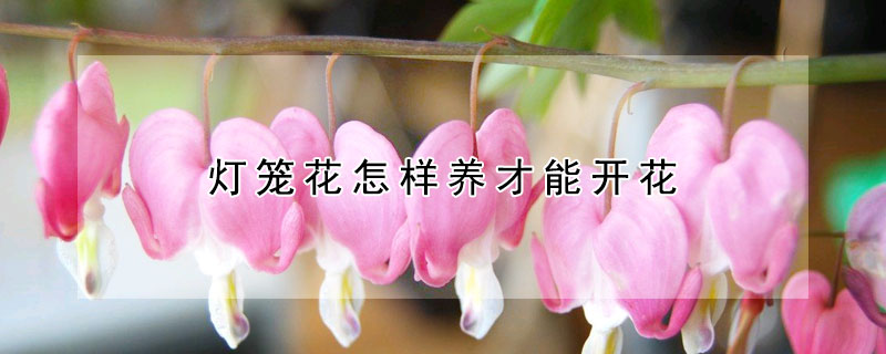 燈籠花怎樣養(yǎng)才能開(kāi)花