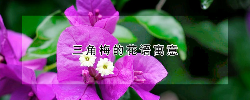 三角梅的花語(yǔ)寓意