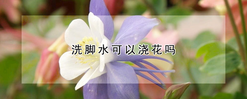 洗腳水可以澆花嗎