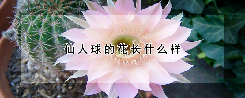 仙人球的花長(zhǎng)什么樣