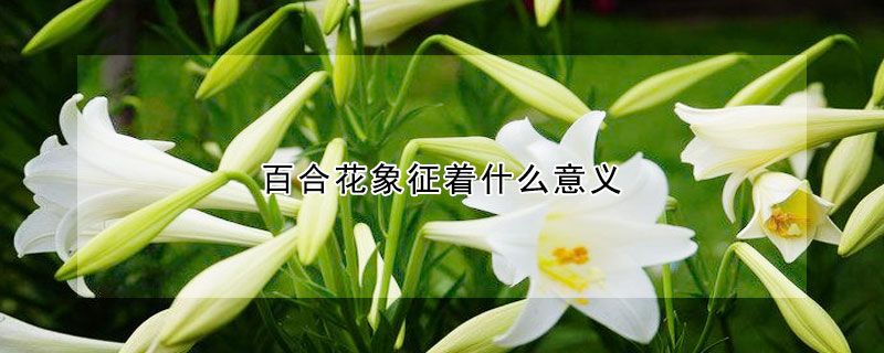 百合花象征著什么意義