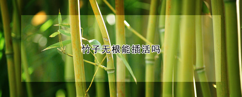 竹子無(wú)根能插活嗎