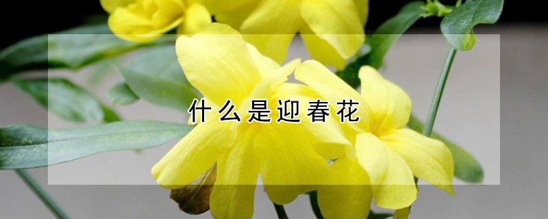 什么是迎春花