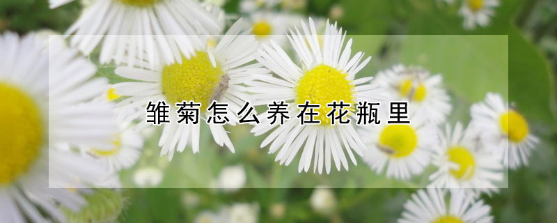 雛菊怎么養(yǎng)在花瓶里