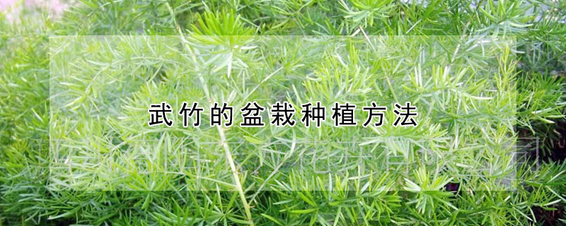 武竹的盆栽種植方法