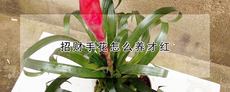 招財(cái)手花怎么養(yǎng)才紅