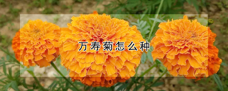 萬(wàn)壽菊怎么種