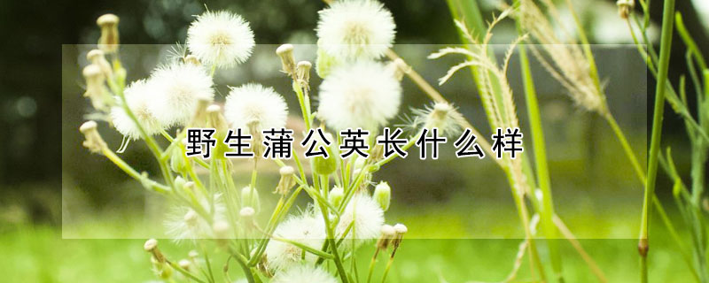 野生蒲公英長什么樣