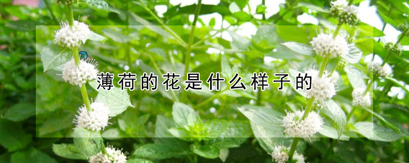 薄荷的花是什么樣子的