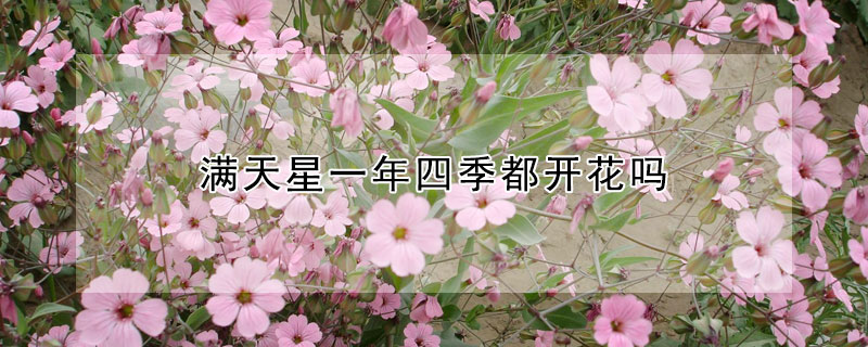 滿天星一年四季都開花嗎