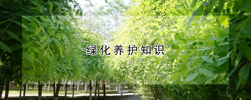 綠化養護知識