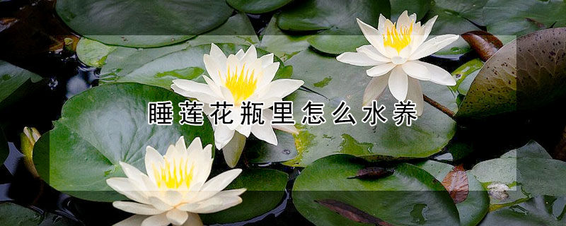 睡蓮花瓶里怎么水養(yǎng)