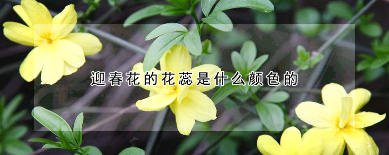 迎春花的花蕊是什么顏色的