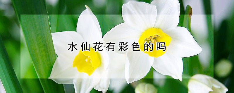 水仙花有彩色的嗎