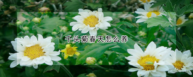 千頭菊春天怎么養(yǎng)