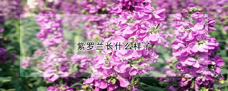 紫羅蘭長(zhǎng)什么樣子