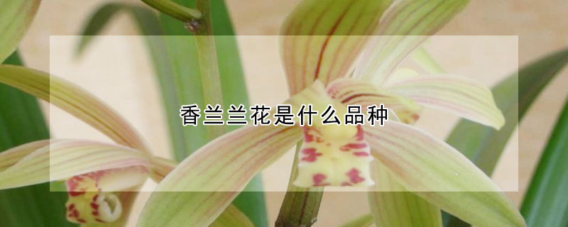 香蘭蘭花是什么品種