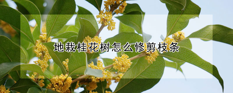 地栽桂花樹怎么修剪枝條