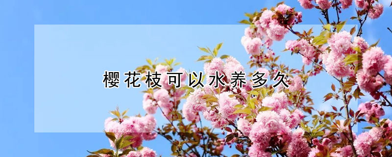 櫻花枝可以水養(yǎng)多久