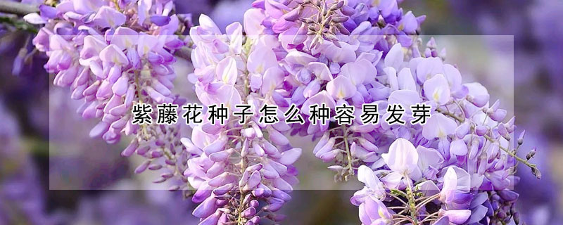 紫藤花種子怎么種容易發(fā)芽