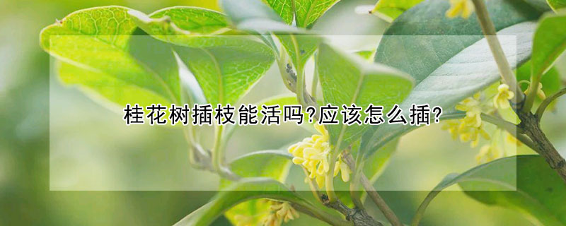 桂花樹插枝能活嗎?應(yīng)該怎么插?