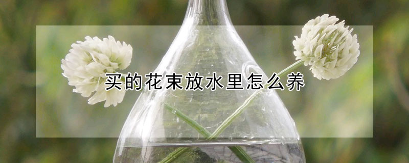 買的花束放水里怎么養(yǎng)