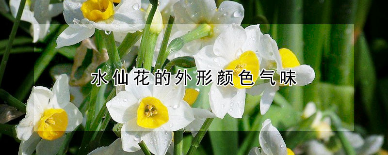 水仙花的外形顏色氣味