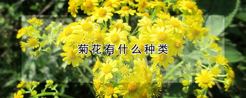 菊花有什么種類(lèi)