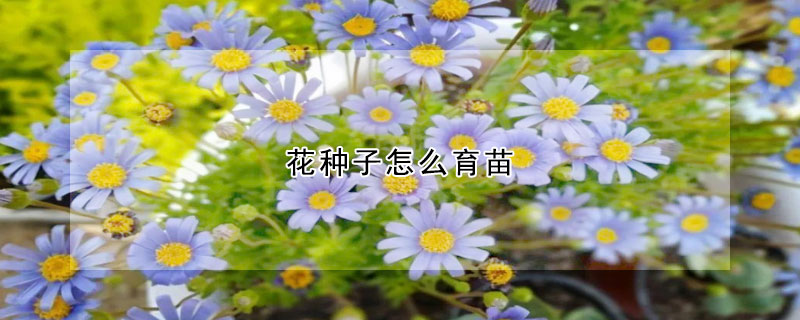 花種子怎么育苗