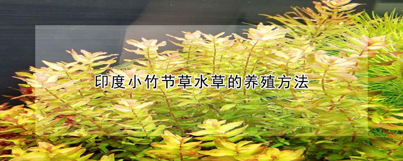 印度小竹節(jié)草水草的養(yǎng)殖方法