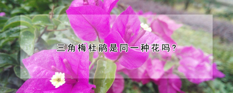 三角梅杜鵑是同一種花嗎?