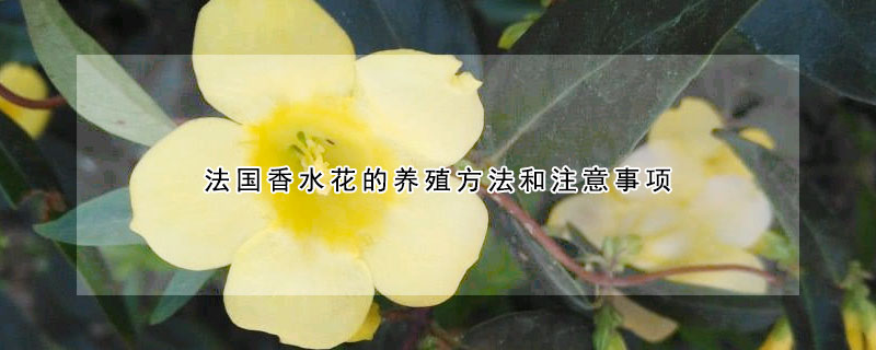 法國香水花的養(yǎng)殖方法和注意事項