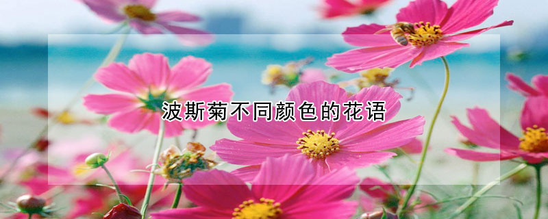 波斯菊不同顏色的花語