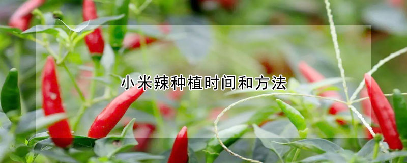 小米辣種植時(shí)間和方法