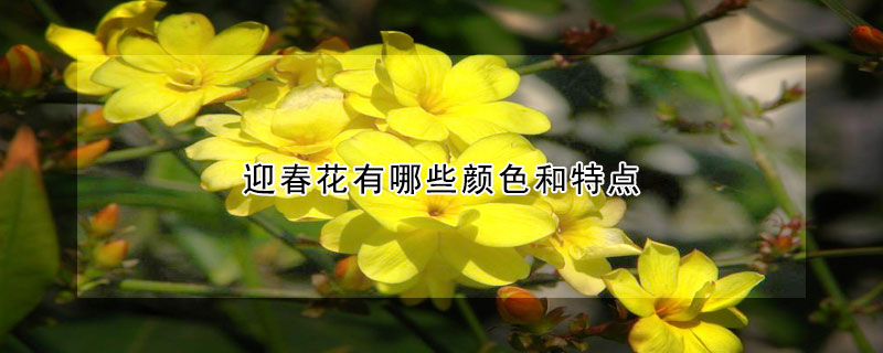 迎春花有哪些顏色和特點(diǎn)