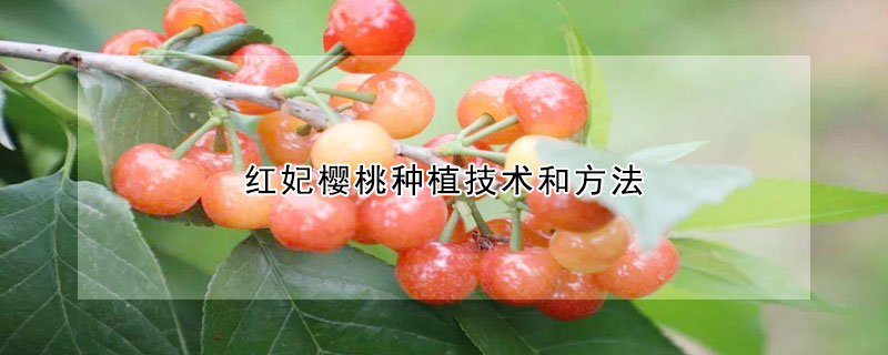 紅妃櫻桃種植技術(shù)和方法