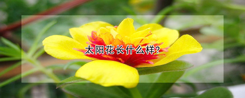 太陽(yáng)花長(zhǎng)什么樣?