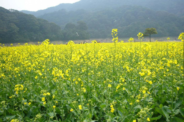 油菜花的樣子是什么