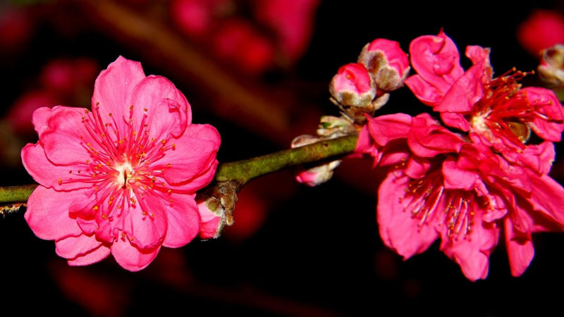 紅杏花是什么樣子的