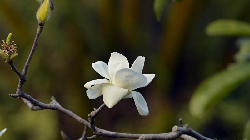 白玉蘭花長什么樣子