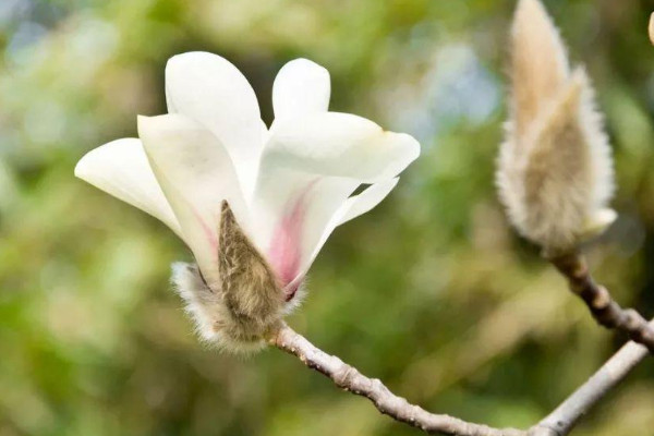 白玉蘭花長什么樣子