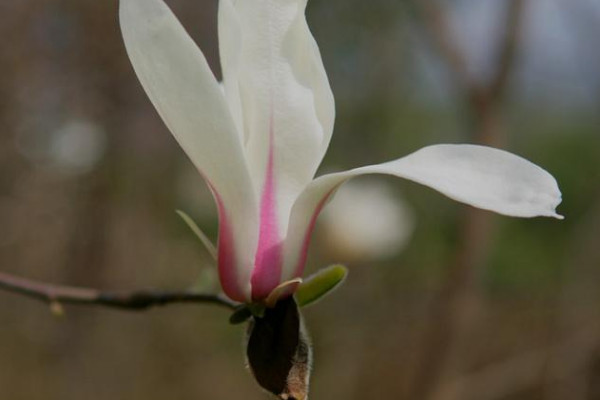 白玉蘭花長什么樣子