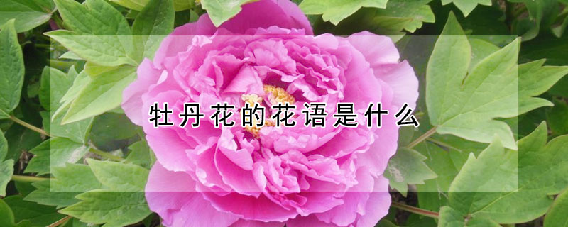 牡丹花的花語是什么